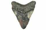 Huge, Fossil Megalodon Tooth - North Carolina #348255-2